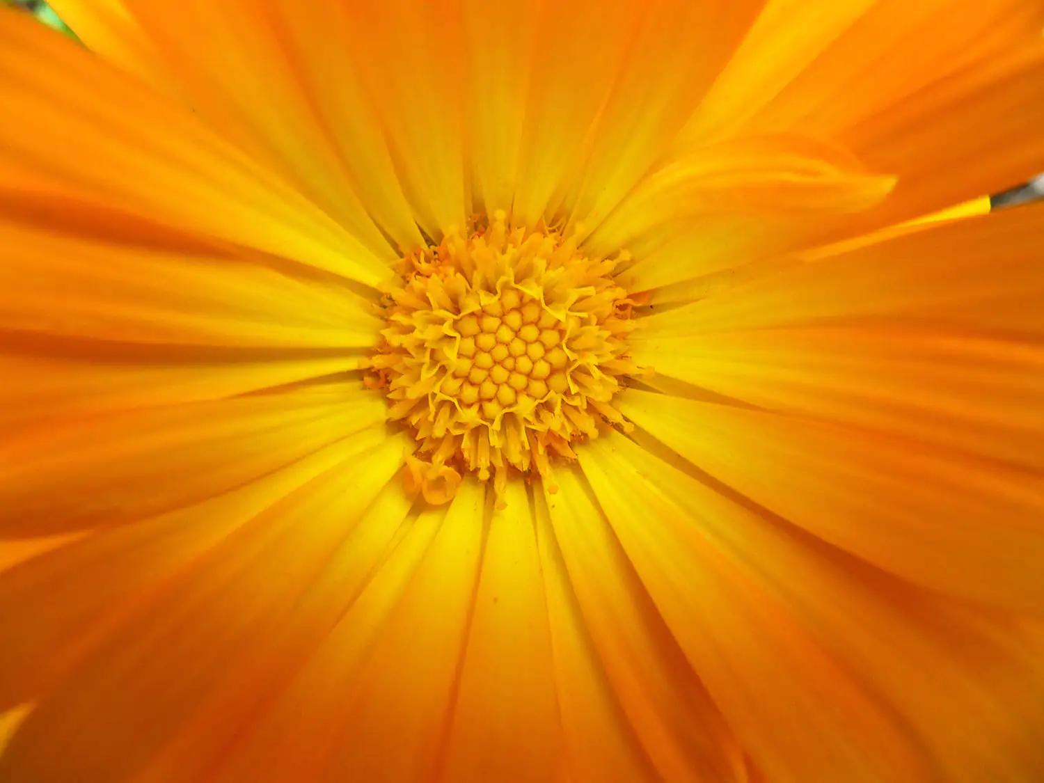 Tagetes patula Tagetes patula