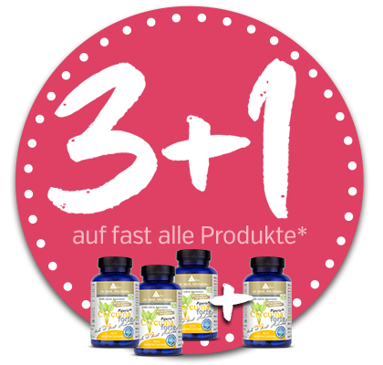 3+1 Sommerkation 2026